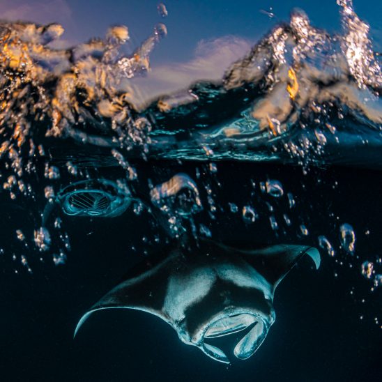 Reef manta ray during sunset snorkel at unnamed site.