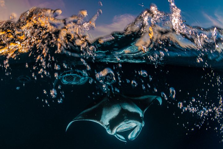Reef manta ray during sunset snorkel at unnamed site.