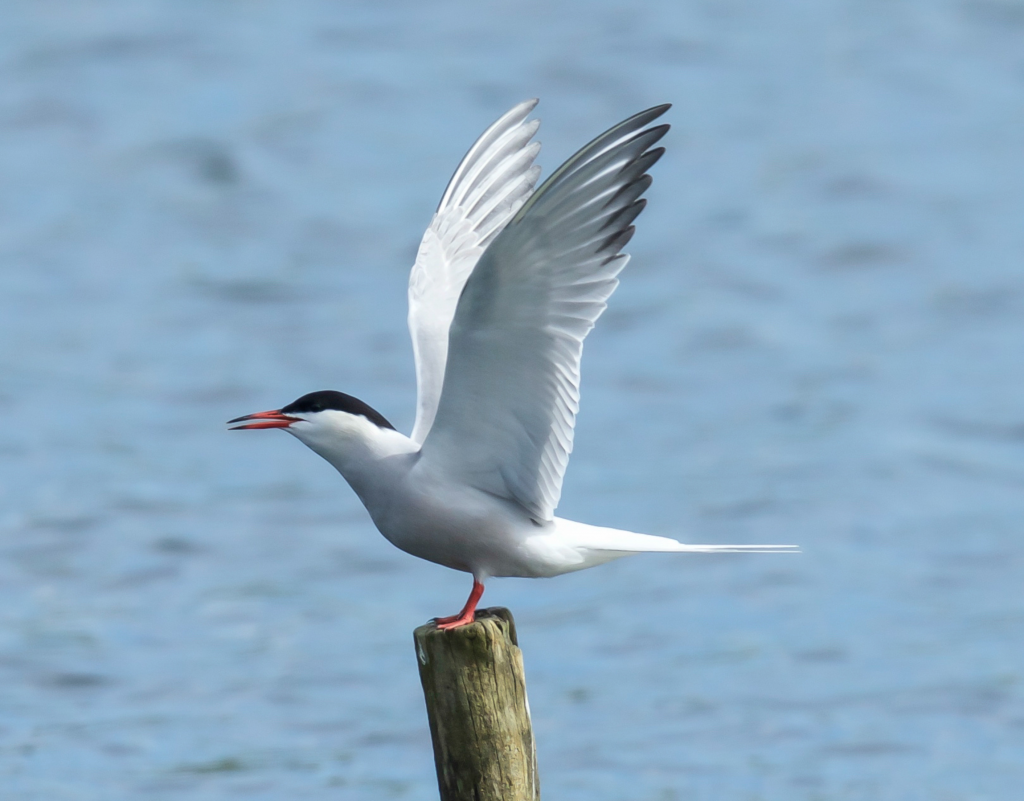 Roseate Tern
