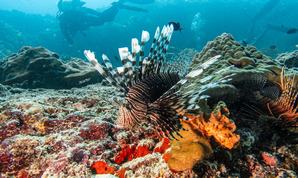 Batch SSIF Marine Life06