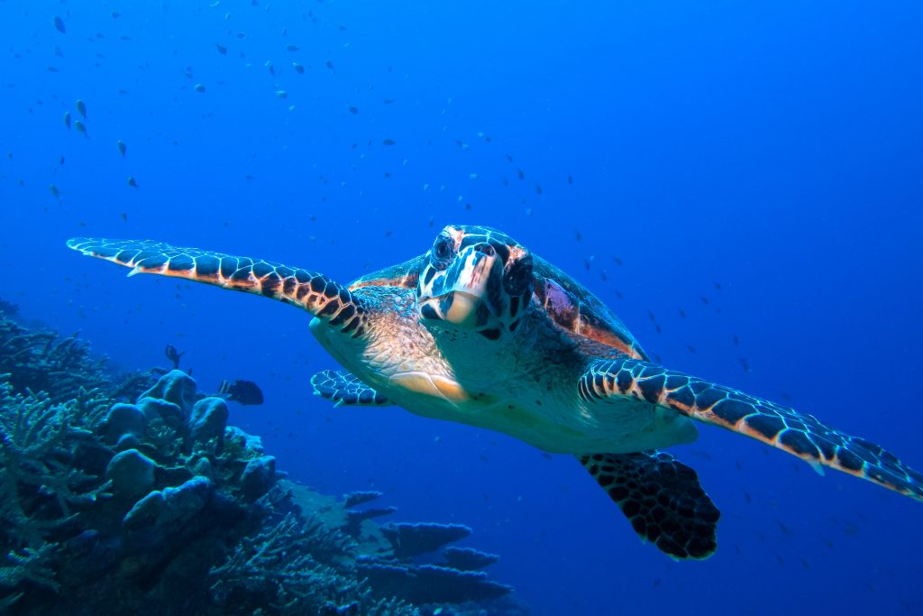 Turtle