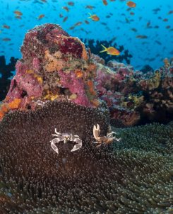 Kandooma Dive 7 00059 HQ Reef