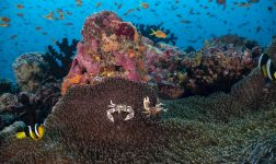 Kandooma Dive 7 00059 HQ Reef