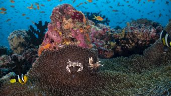 Kandooma Dive 7 00059 HQ Reef