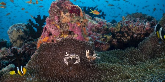Kandooma Dive 7 00059 HQ Reef