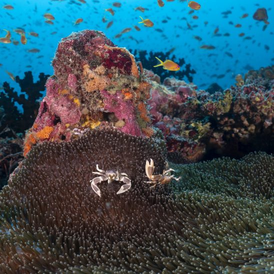 Kandooma Dive 7 00059 HQ Reef