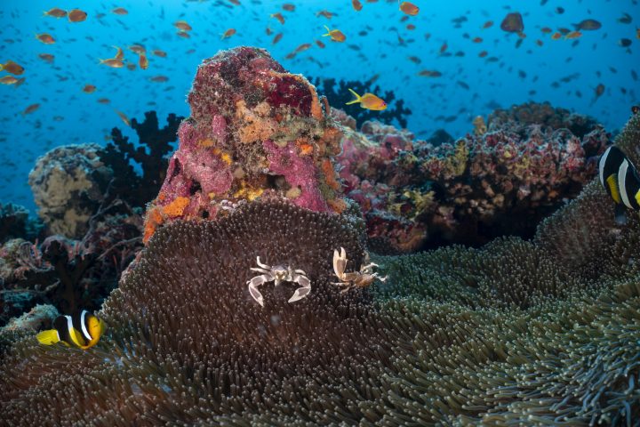 Kandooma Dive 7 00059 HQ Reef