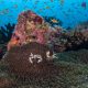Kandooma Dive 7 00059 HQ Reef