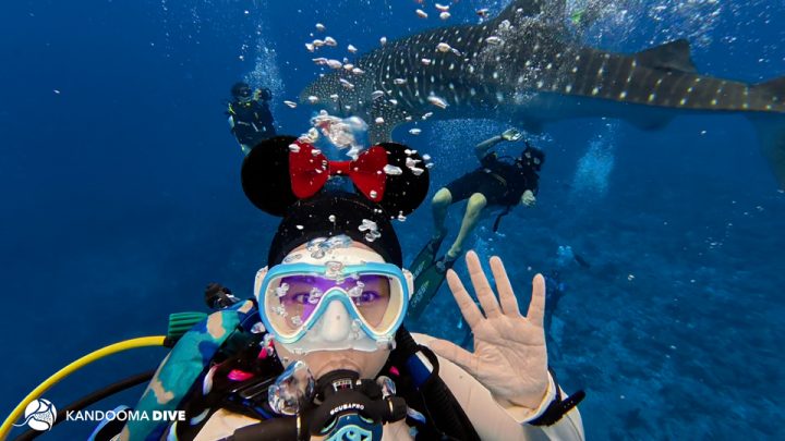 Kandooma Whale Shark Diver