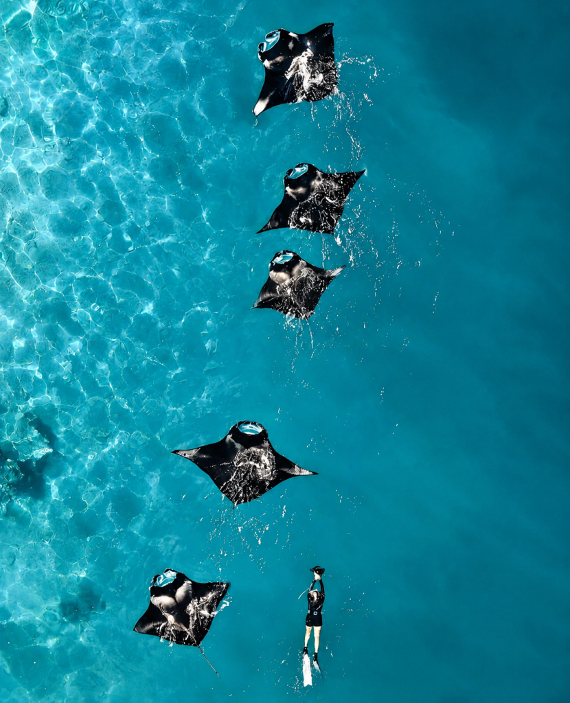 Majestic Manta Rays Experience