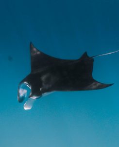 Manta Rays Encounter