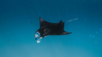 Manta Rays Encounter