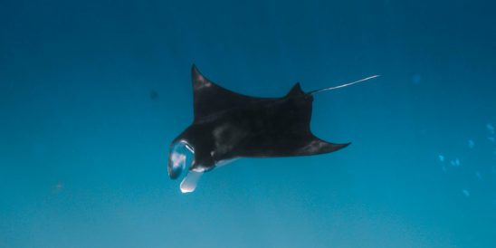 Manta Rays Encounter