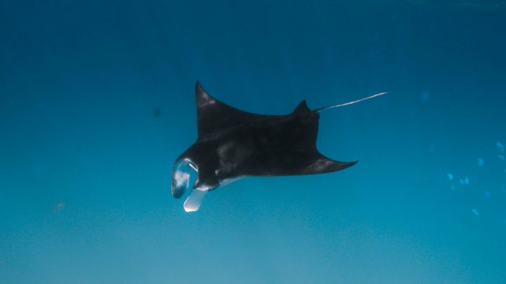 Manta Rays Encounter