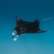 Manta Rays Encounter