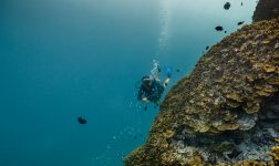 Batch Dhwa Ihuru s House Reef (5)