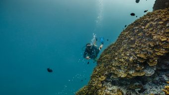 Batch Dhwa Ihuru s House Reef (5)