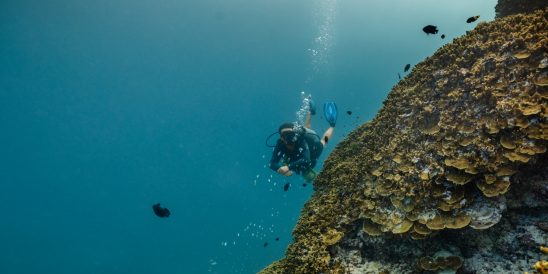 Batch Dhwa Ihuru s House Reef (5)