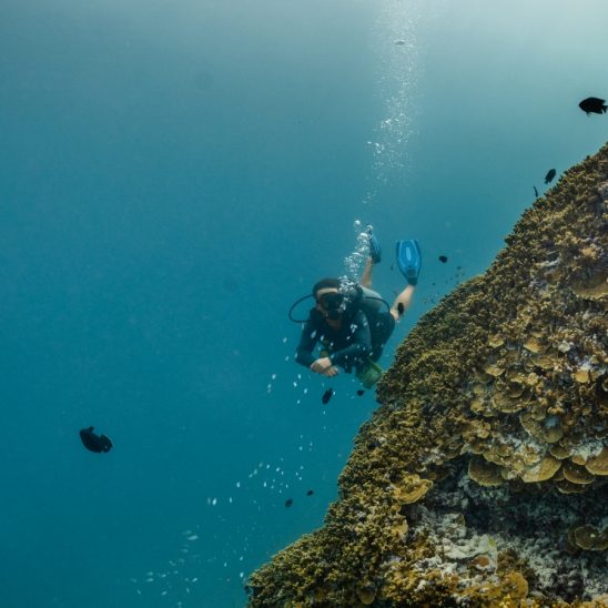 Batch Dhwa Ihuru s House Reef (5)