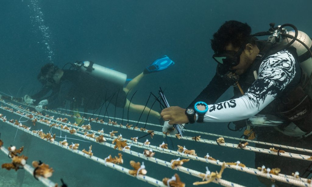 Batch Marine biologist planting coral in our house reef