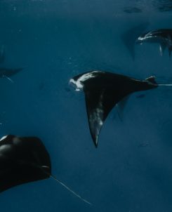 Batch SSO Manta Night Snorkeling 26 2.jpg