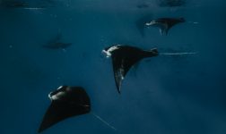Batch SSO Manta Night Snorkeling 26 2.jpg