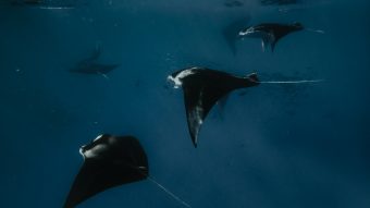Batch SSO Manta Night Snorkeling 26 2.jpg