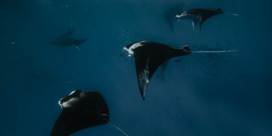 Batch SSO Manta Night Snorkeling 26 2.jpg