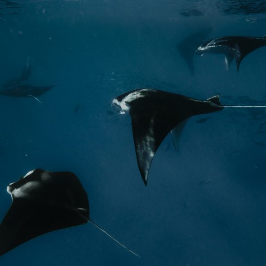 Batch SSO Manta Night Snorkeling 26 2.jpg