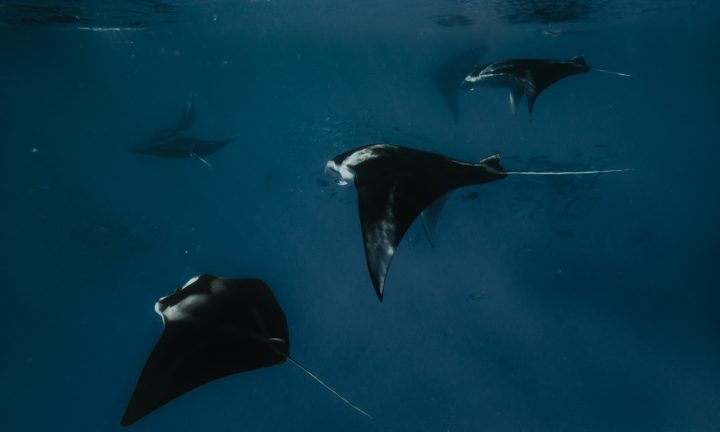 Batch SSO Manta Night Snorkeling 26 2.jpg