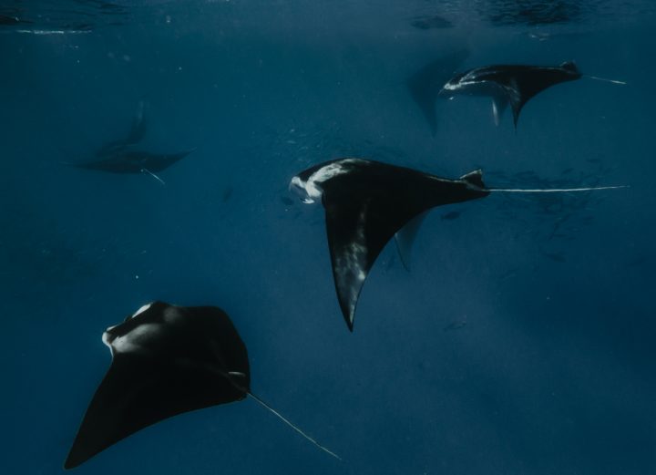 Batch SSO Manta Night Snorkeling 26 2.jpg