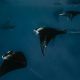 Batch SSO Manta Night Snorkeling 26 2.jpg