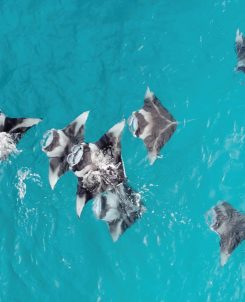 Batch The Westin Maldives Miriandhoo Resort Manta Ray (3)