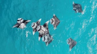 Batch The Westin Maldives Miriandhoo Resort Manta Ray (3)