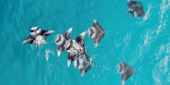 Batch The Westin Maldives Miriandhoo Resort Manta Ray (3)