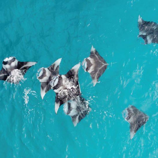 Batch The Westin Maldives Miriandhoo Resort Manta Ray (3)
