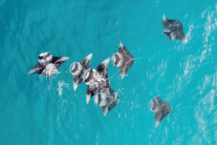Batch The Westin Maldives Miriandhoo Resort Manta Ray (3)