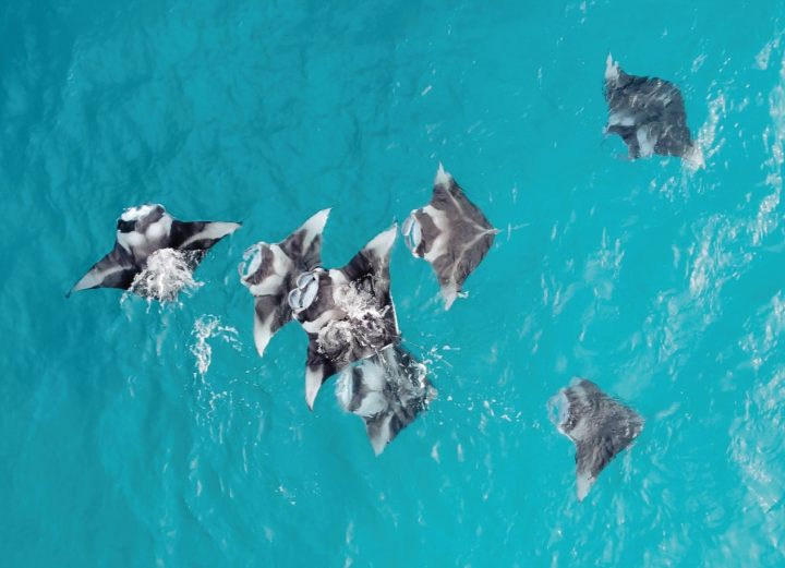 Batch The Westin Maldives Miriandhoo Resort Manta Ray (3)