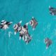 Batch The Westin Maldives Miriandhoo Resort Manta Ray (3)