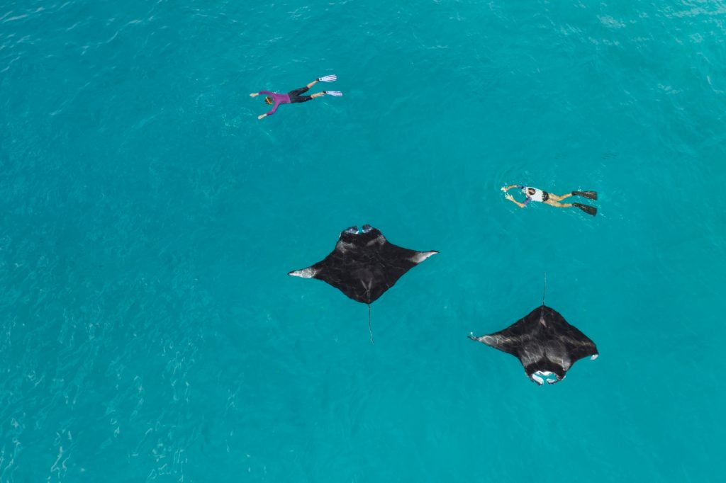 Batch The Westin Maldives Miriandhoo Resort Seasonal Snorkeling with Mantas