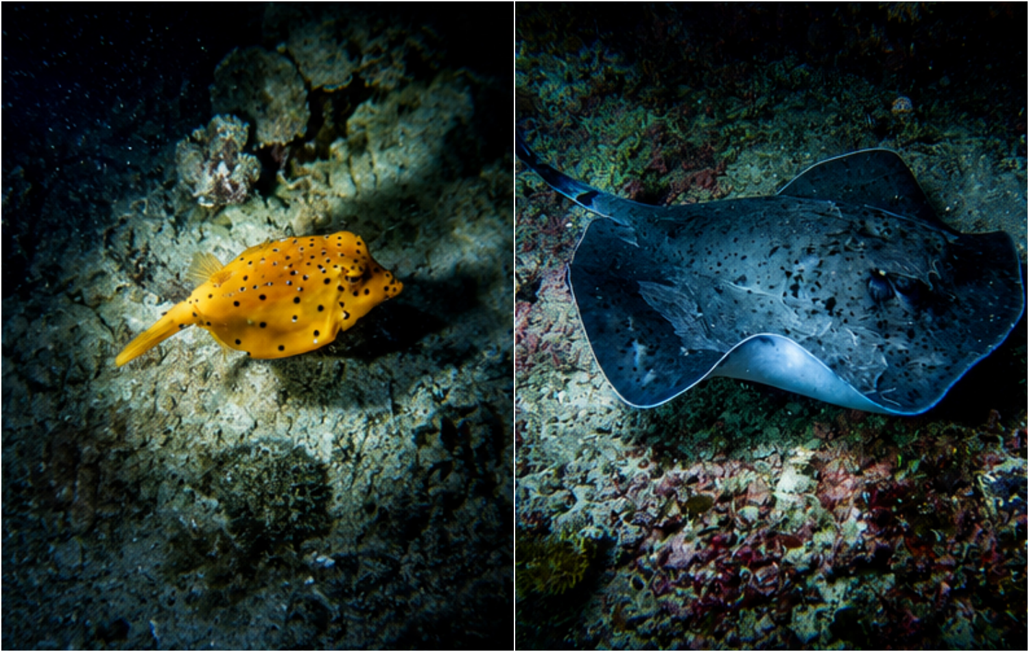 Ellaidhoo Maldives by Cinnamon invites guests to explore the reef after dark