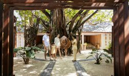 Banyan tree