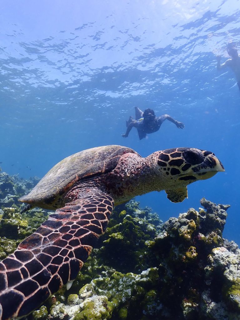 Snorkeling(5) Large