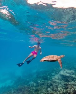 Snorkeling(6) Large