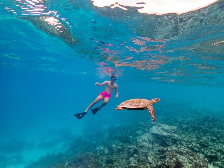 Snorkeling(6) Large