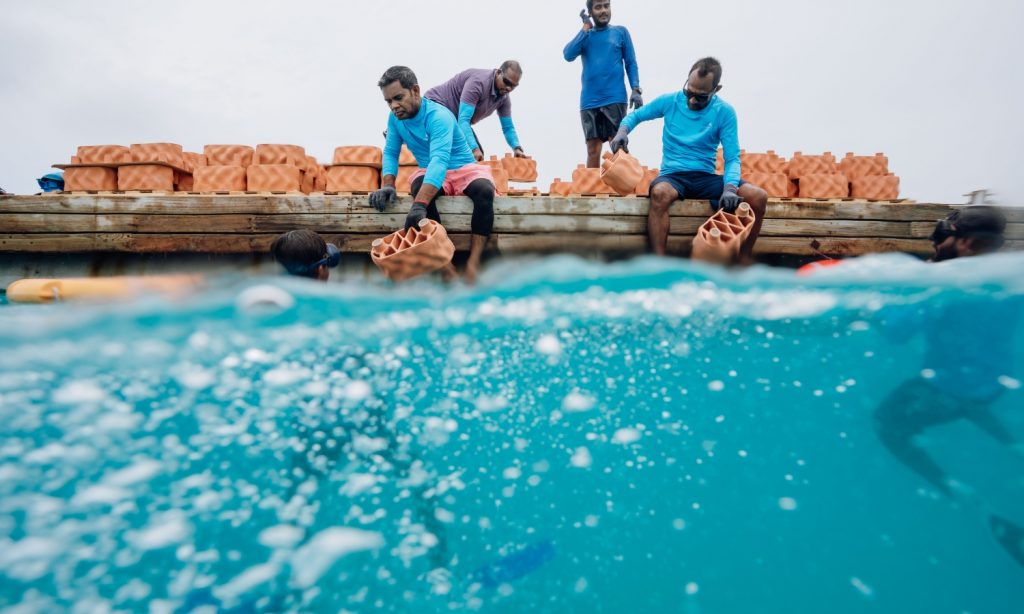 Batch 680540 Hundreds of clay reef modules were carefully deployed to the lagoon, laying the foundation for a thriving artificial reef f3d000 original