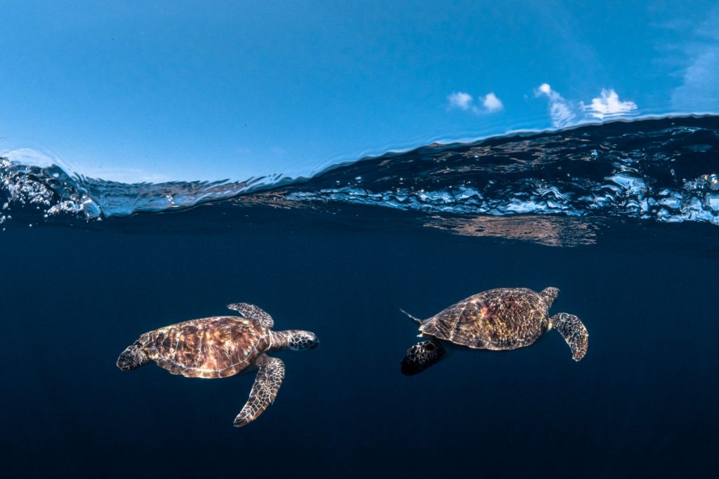 Green sea turtle (Chelonia mydas) | Turtle Airport