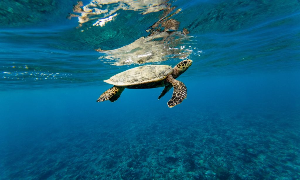 Batch Turtle Maria