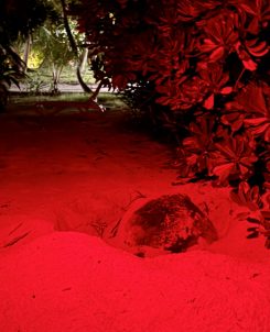 Niva Kuramathi Maldives Green Turtle Nesting