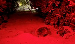 Niva Kuramathi Maldives Green Turtle Nesting